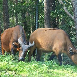 Red forest buffaloes (Syncerus caffer nanus), 2023-08-15