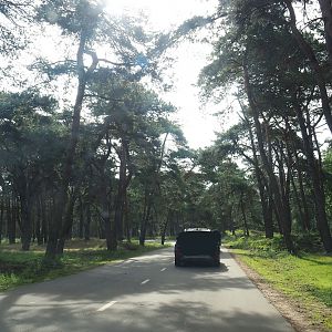 African forest drive-through section with sitatungas and red forest buffaloes, 2023-08-15
