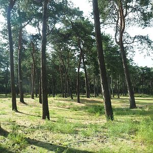 African forest drive-through section with sitatungas and red forest buffaloes, 2023-08-15