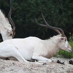 Addaxes (Addax nasomaculatus), 2023-08-15