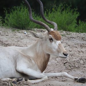 Addax (Addax nasomaculatus), 2023-08-15