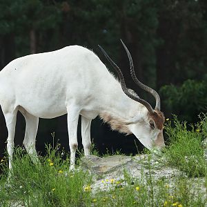 Addax (Addax nasomaculatus), 2023-08-15