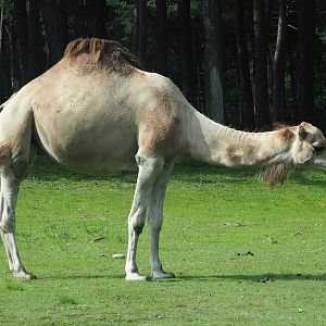 Dromedary camel (Camelus dromedarius), 2023-08-15