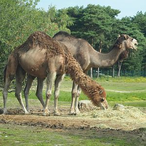 Dromedary camels (Camelus dromedarius), 2023-08-15