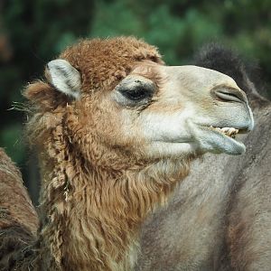 Dromedary camel (Camelus dromedarius), 2023-08-15