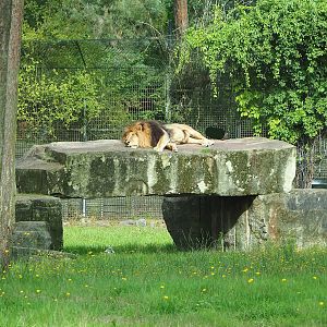 Large rock in African lion exhibit, 2023-08-15
