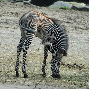 Grévy's zebra foal (Equus grevyi), 2023-08-15