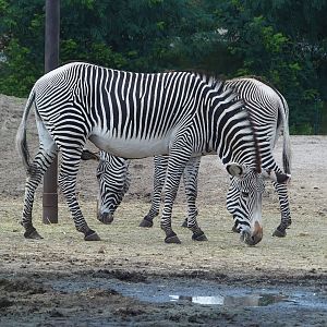Grévy's zebras (Equus grevyi), 2023-08-15