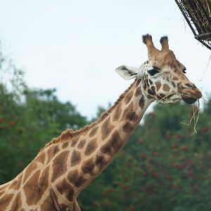 Rothschild's giraffe (Giraffa camelopardalis rothschildi), 2023-08-15
