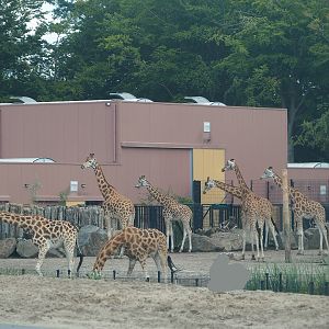 Giraffe building for and herd of bachelor Kordofan and Rothschild's giraffe on Safari Resort savanna, 2023-08-15