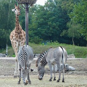 Rothschild's giraffe (Giraffa camelopardalis rothschildi) and Grévy's zebras (Equus grevyi), 2023-08-15