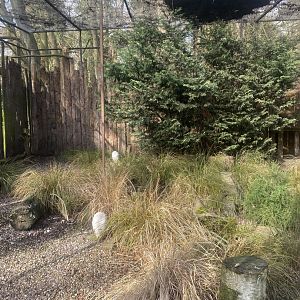 Snowy owl aviary 040324