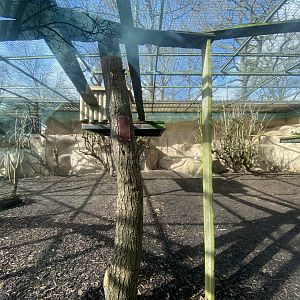 Nepalese red panda enclosure 040324