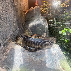 Common (or Green) anaconda 040324