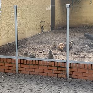 Meerkat outdoors 040324