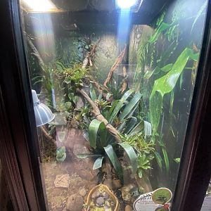 Green and black poison dart frog exhibit 040324