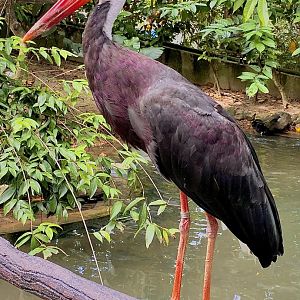 Storm's Stork / Burung Bangau Hutan (Ciconia stormi)