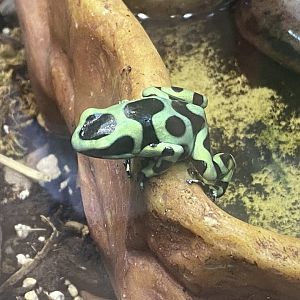 Green and black poison dart frog 040324