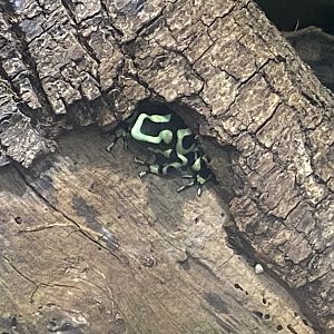 Green and black poison dart frog 040324