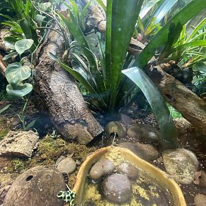 Green and black poison dart frog exhibit 040324