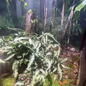 Golden mantella exhibit 040324