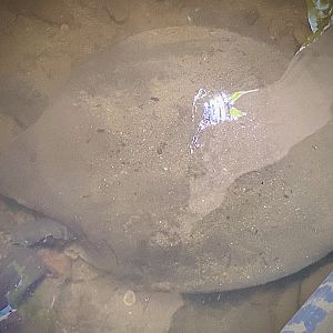 Asian Giant Softshell Turtle / Labi-labi Gergasi (Pelochelys cantorii)
