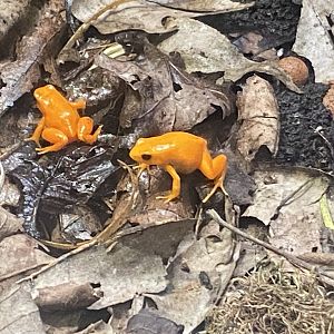 Golden mantellas 040324