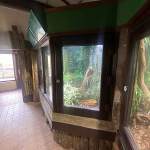 Golden mantella exhibit 040324