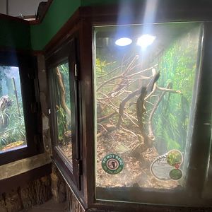 Leafnose snake exhibit 040324