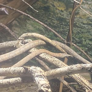 Leafnose snake 040324