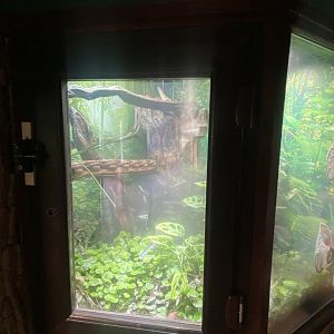 Exhibit for Golden poison frogs and Yellow-headed day geckos 040324