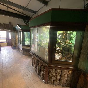 Panther chameleon exhibit 040324