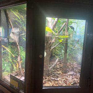 Henkel’s leaf-tailed gecko exhibit 040324