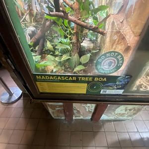 Malagasy tree boa exhibit 040324