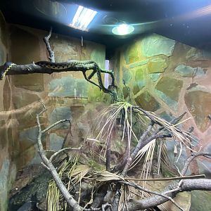 Madagascar hog-nosed snake exhibit 040324