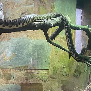 Madagascar hog-nosed snake 040324