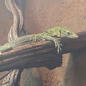 Emerald tree monitor 040324