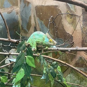 Parson’s chameleon 040324