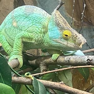 Parson’s chameleon 040324