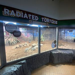Radiated tortoise exhibit 040324