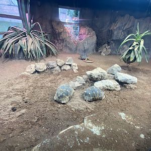 Radiated tortpise exhibit 040324