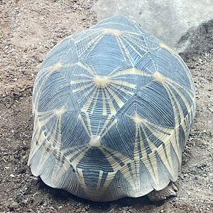 Radiated tortoise 040324