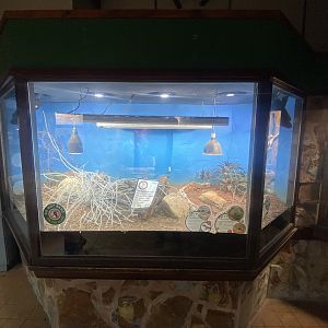 Exhibit for Pictus ground gecko and Three-eyed lizard 040324