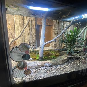 Exhibit for Koch’s day gecko and Madagascar giant water skink 040324