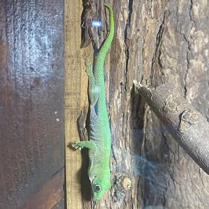 Koch’s day gecko 040324