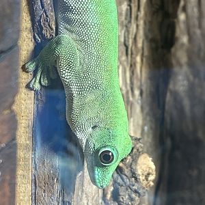 Koch’s day gecko 040324