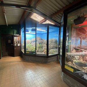 Western girdled lizard exhibit 040324