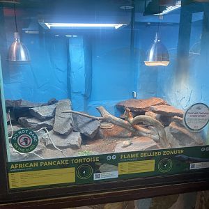 Pancake tortoise/Gorongosa girdled lizard exhibit 040324