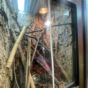 Standing’s day gecko exhibit 040324