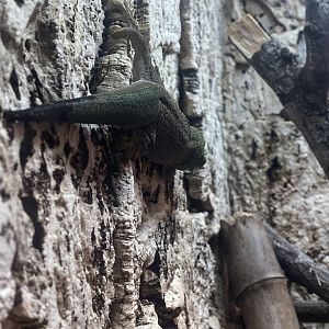Standing’s day gecko 040324